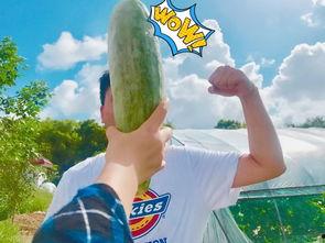 网红吃瓜旅游视频大全,盘点热门旅游视频大全