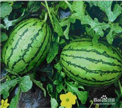 有吃瓜网吗,有吃瓜网，揭秘娱乐圈幕后真相