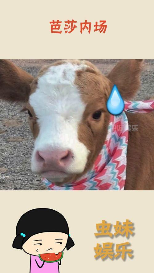 娱乐吃瓜酱发火,揭秘娱乐圈背后真相!